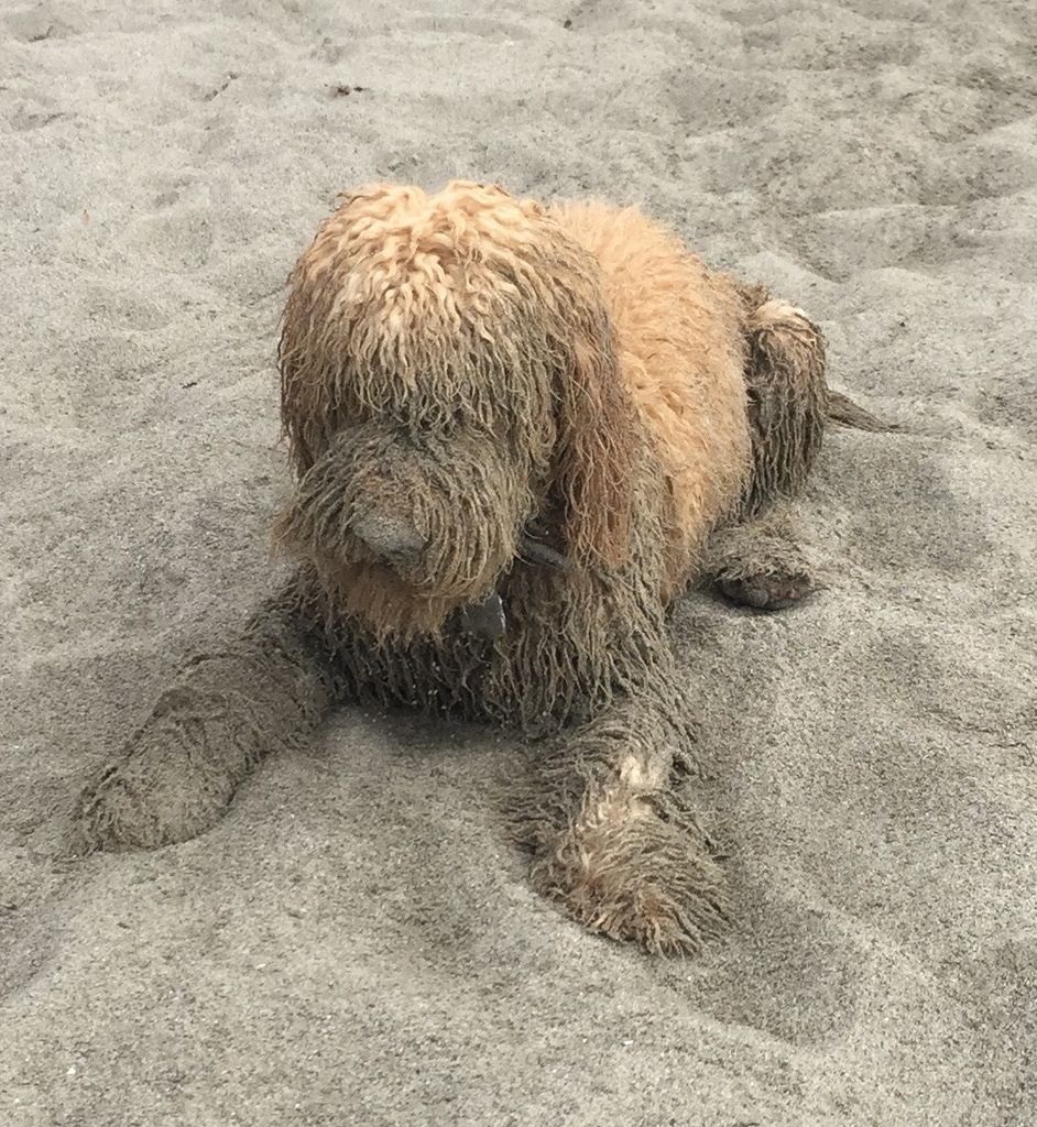 1593529206 347 Distributeur de friandises pour ce chien porte bonheur conduit par un