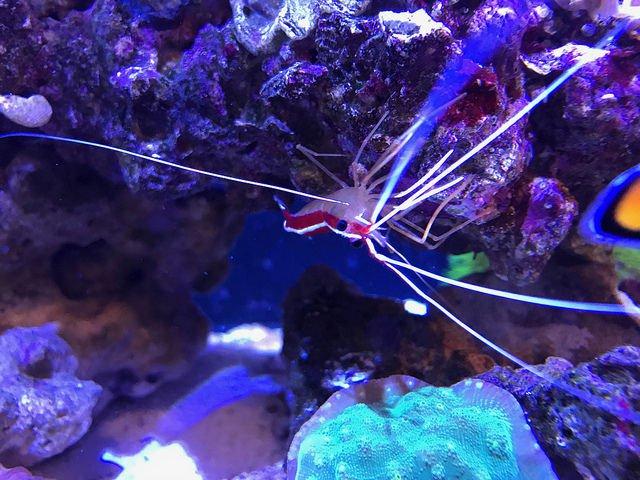 Automatiser un réservoir de récifs coralliens avec un Raspberry Pi