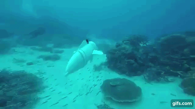 Des poissons robotises se faufilent sur des animaux difficiles a