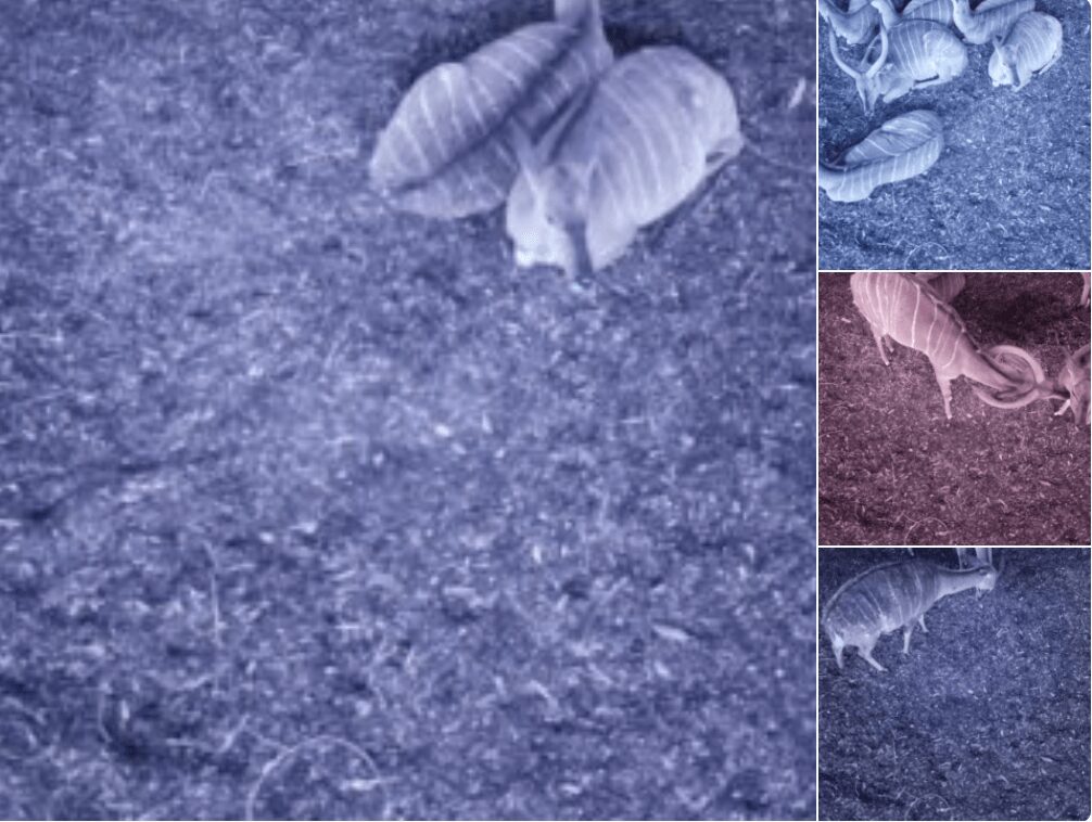 Le systeme de surveillance des animaux utilise un Raspberry Pi