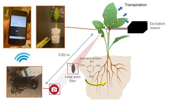 Nanosensor plants