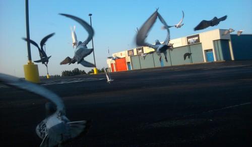 Les coureurs de pigeons s'unissent - photos photo-finish avec le Raspberry Pi