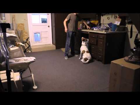 Moniteur de chien Raspberry Pi - avec des lasers!