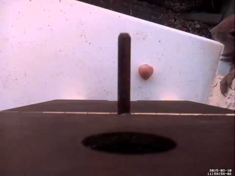 Mangeoire automatisée d'écureuil Raspberry Pi