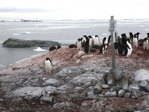 Compter les pingouins avec le Raspberry Pi 1 Compter les pingouins avec le Raspberry Pi