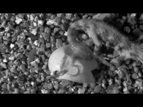 La photographie en accéléré Raspberry Pi capture l'éclosion d'espèces menacées