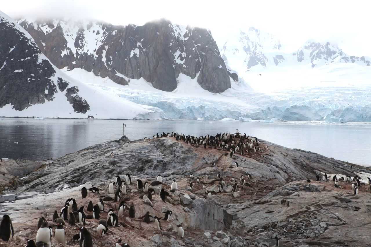 #RaspberryPi utilisé pour surveiller les pingouins en Antartique