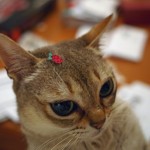 Raspberry Pi vs BBC Micro Bit 4 Mooncake le chat Raspberry Pi