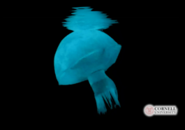 Cornell’s Jellyfish Robot