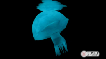 Cornell’s Jellyfish Robot