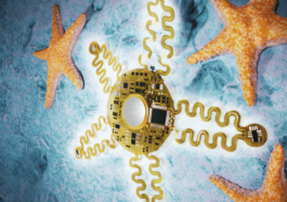 Starfish-Inspired AI Heart Monitor