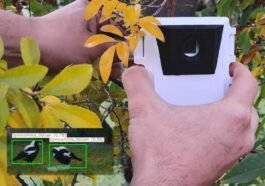 Edge AI Wildlife Detection Using Raspberry Pi Zero