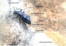 Cyborg Beetles Navigate Obstacles With Implants