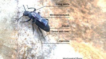 Cyborg Beetles Navigate Obstacles With Implants