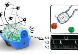 SpikerBot represents the future direction of brain-computer interfaces and neuro-inspired robotics