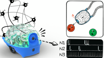 SpikerBot represents the future direction of brain-computer interfaces and neuro-inspired robotics