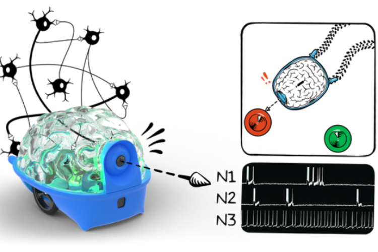 SpikerBot transforme les signaux neuronaux en mouvement robotique en temps réel 1 SpikerBot represents the future direction of brain-computer interfaces and neuro-inspired robotics